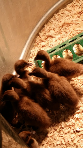 Farm Equipment Supplier «Family Farm & Home», reviews and photos, 1040 S Main St, Chelsea, MI 48118, USA