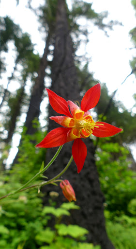 Tourist Attraction «Wahkeena Falls», reviews and photos, Wahkeena Trail #420, Corbett, OR 97019, USA