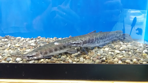 Pet Supply Store «Whiteway Pet Shop», reviews and photos, 950 Elizabeth Ave, Elizabeth, NJ 07201, USA