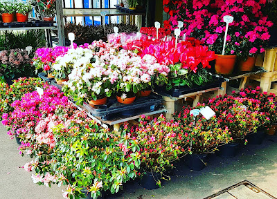 Fleurs à Paris
