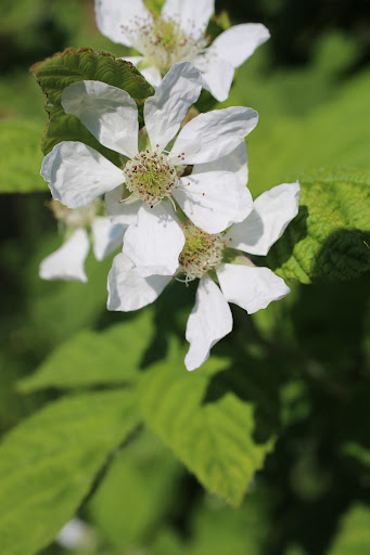 Produce Market «B&P Hitz Fruit Farm (Apples N Produce)», reviews and photos, 14070 Wilco Hwy NE, Woodburn, OR 97071, USA