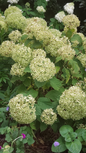 Museum «Atlanta History Center», reviews and photos, 130 West Paces Ferry Rd NW, Atlanta, GA 30305, USA