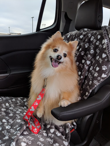 Pet Supply Store «Pet Club Avondale», reviews and photos, 1729 N Dysart Rd B-101, Avondale, AZ 85392, USA