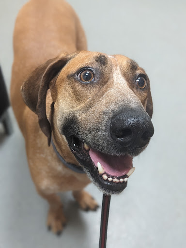 Bexley Animal Hospital image