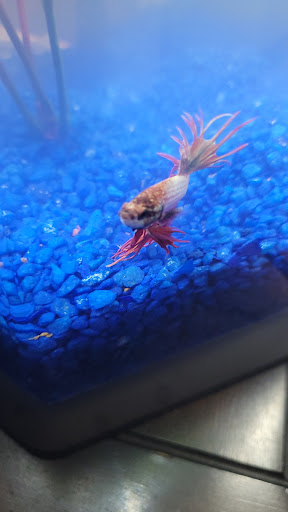 Pet Store «All About Pets LLC», reviews and photos, 52567 Columbia River Hwy, Scappoose, OR 97056, USA