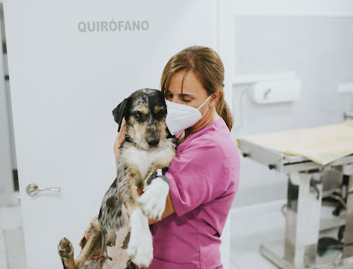 Hospital Veterinario 12 Horas - Kissa - en Málaga