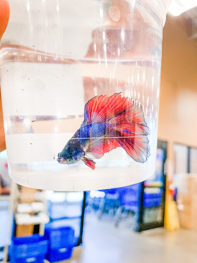 Pet Supply Store «PetSmart», reviews and photos, 2525 W Wheatland Rd, Dallas, TX 75237, USA