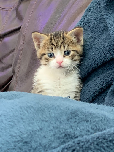 Pet Store «PetSmart», reviews and photos, 6545 North Grand Parkway West Suite 104, Spring, TX 77389, USA