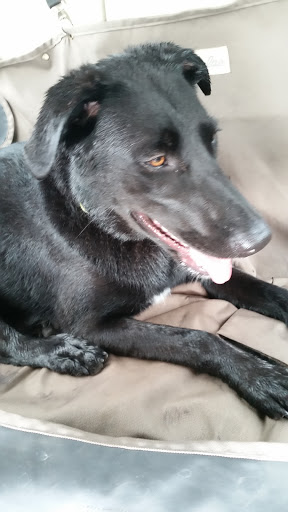 Pet Supply Store «Animal Crackers», reviews and photos, 5 Westfield Ave, Clark, NJ 07066, USA