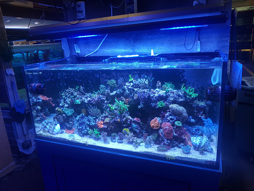 Aquarium Shop «Exotic Aquariums», reviews and photos, 7399 Bird Rd, Miami, FL 33155, USA