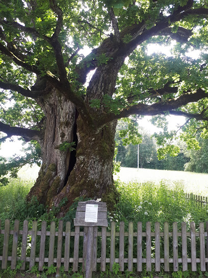 Sacred Oak of Vieštovėnai