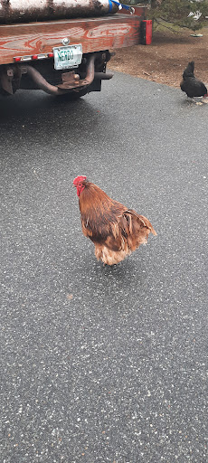 Pet Store «Zoo Creatures Pet Store», reviews and photos, 149 Plaistow Rd, Plaistow, NH 03865, USA