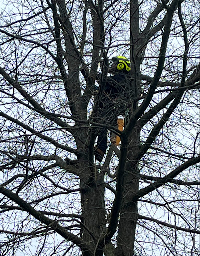 Thank you Ron and crew for a great job cleaning up my Oak tree today