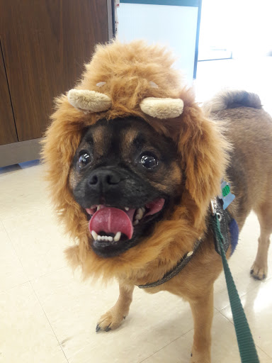 Pet Supply Store «Petco Animal Supplies», reviews and photos, 717 SE Geary St #101, Albany, OR 97321, USA