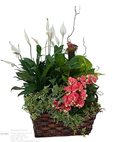 Florist «Fioravanti Florist», reviews and photos, 2279 Clifford Ave, Rochester, NY 14609, USA