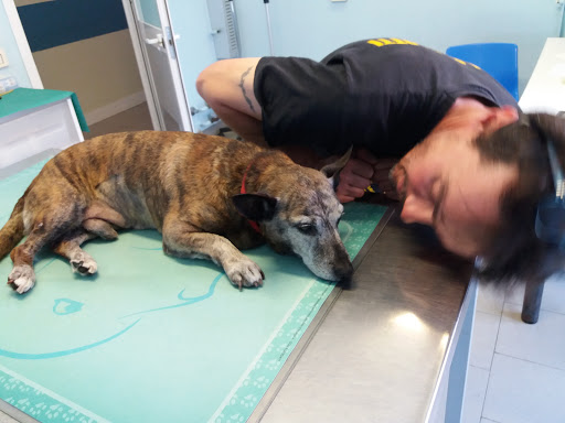 Pensioni per cani e dog hotel a Ospedale Veterinario Farnesiana