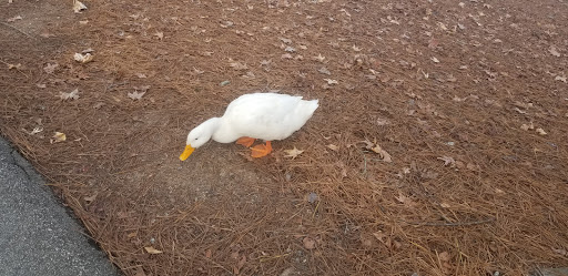 Park «Hunter Memorial Park», reviews and photos, 8830 Gurley Rd, Douglasville, GA 30134, USA