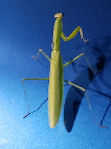 Bowling Alley «Brunswick Zone Normandy Lanes», reviews and photos, 8419 Baltimore National Pike, Ellicott City, MD 21043, USA