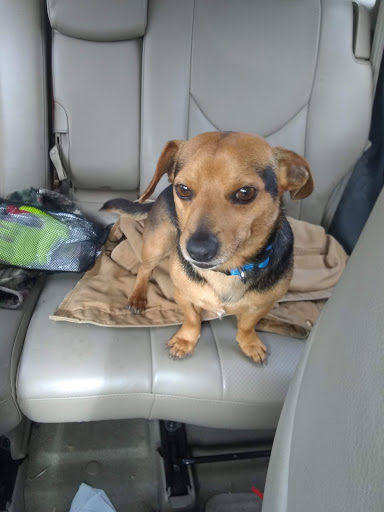 De Soto Parish Animal Control