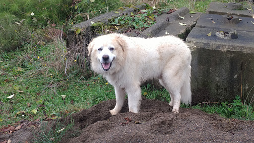 Pet Store «Petsense Aberdeen», reviews and photos, 1143 E Wishkah St, Aberdeen, WA 98520, USA