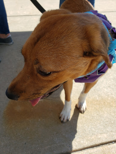 Pet Supply Store «PetSmart», reviews and photos, 88 Shops at 5 Way, Plymouth, MA 02360, USA