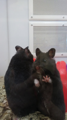 Pet Supply Store «Petco Animal Supplies», reviews and photos, 1207 S Caraway Rd, Jonesboro, AR 72401, USA