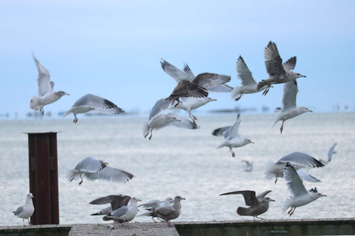 Park «Walter & Mary Burke Park», reviews and photos, 36300 Front St, New Baltimore, MI 48047, USA