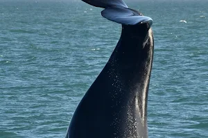 Whale Watching with Hermanus Whale Watchers image