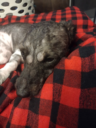 Pet Supply Store «Petco Animal Supplies», reviews and photos, 168 Ames Dr, Barre, VT 05641, USA