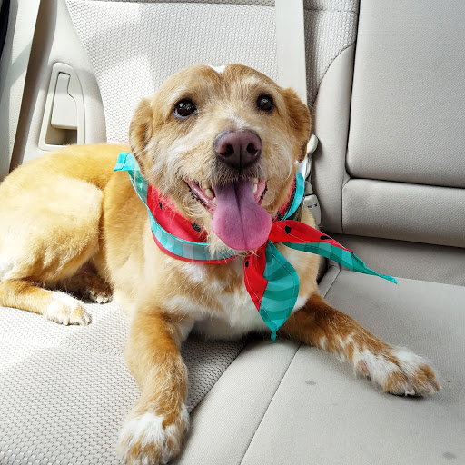 Pet Supply Store «PetSmart», reviews and photos, 5241 Monroe St, Toledo, OH 43623, USA