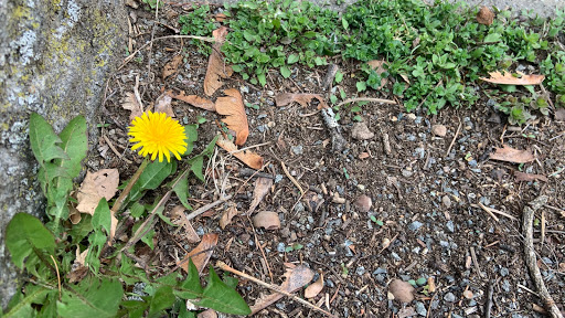 Park «Greycourt State Park», reviews and photos, 37 Pleasant St, Methuen, MA 01844, USA