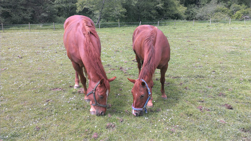 Horse Boarding Stable «Green Acres Beach & Trail Rides», reviews and photos, 5985 Pacific Ave, Cloverdale, OR 97112, USA