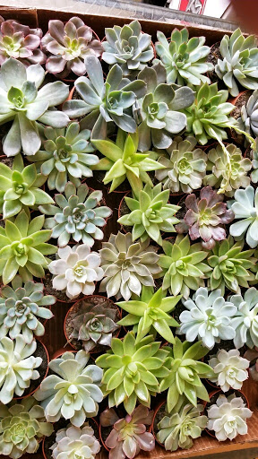 Florist «Agnew Florist-Watertown», reviews and photos, 587 Main St, Watertown, CT 06795, USA