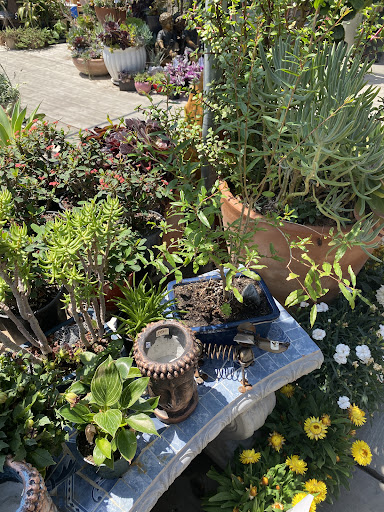 Florist «Plant Safari», reviews and photos, 653 N Central Ave, Upland, CA 91786, USA