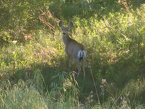 Nature Preserve «Bluff Lake Nature Center», reviews and photos, 3400 Havana Way, Denver, CO 80238, USA