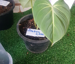 กาดไม้เจียงฮาย photo