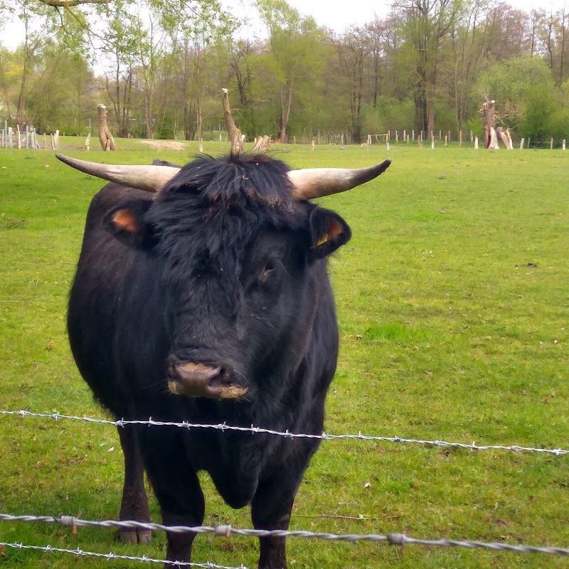 Tiergehege Hasseldieksdamm