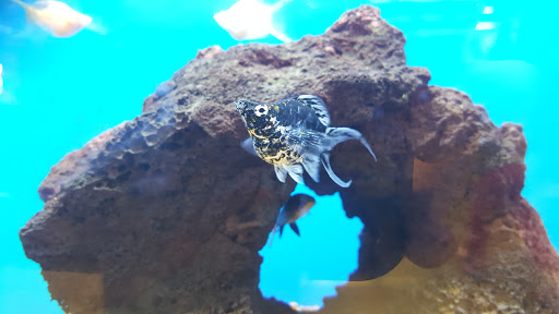 Pet Supply Store «Petco Animal Supplies», reviews and photos, 859 Kings Creek Dr, Tupelo, MS 38804, USA