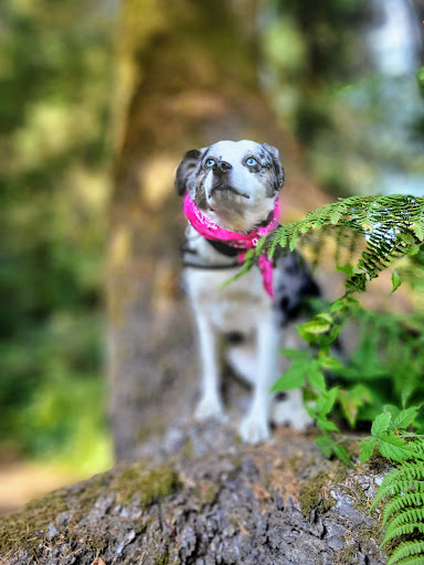 Tourist Attraction «Prehistoric Gardens», reviews and photos, 36848 US-101, Port Orford, OR 97465, USA