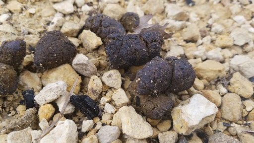 Auto Auction «Waukegan Auto Auction», reviews and photos, 2731 Belvidere Rd, Waukegan, IL 60085, USA