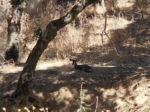 Chumash Indian Museum - photo 3