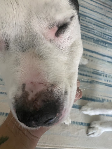 Veterinarian «PetCoral Resort and Veterinary», reviews and photos, 924 Del Prado Blvd, Cape Coral, FL 33990, USA