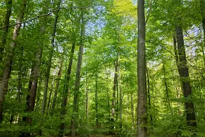 Off-Leash Dog Area Düppel image