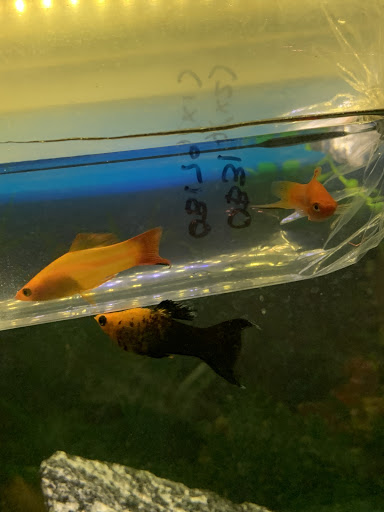 Pet Supply Store «Pet Supermarket», reviews and photos, 5805 State Bridge Rd, Duluth, GA 30097, USA