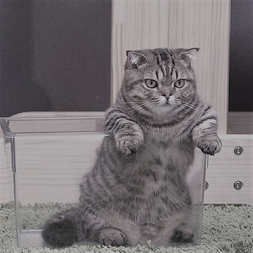 Grocery Store «Holland International Market», reviews and photos, 9835 Belmont St, Bellflower, CA 90706, USA