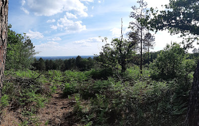 Foret de la Charnie à Torcé-Viviers-en-Charnie