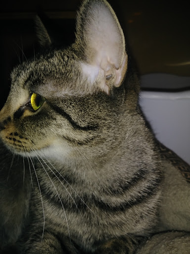 Pet Supply Store «PetSmart», reviews and photos, 625 W Crossville Rd, Roswell, GA 30075, USA