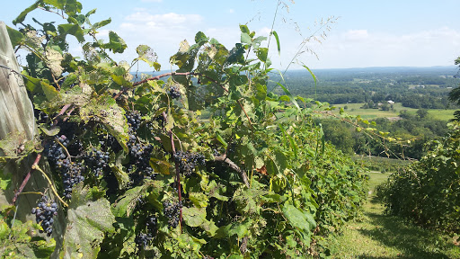 Winery «Bluemont Vineyard», reviews and photos, 18755 Foggy Bottom Rd, Bluemont, VA 20135, USA