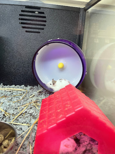 Pet Supply Store «PetSmart», reviews and photos, 8204 Leesburg Pike, Vienna, VA 22182, USA