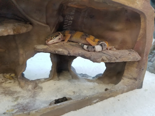 Pet Supply Store «Petco Animal Supplies», reviews and photos, 178 Township Blvd, Camillus, NY 13031, USA